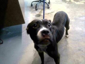 DEKODA -  Pit Bull Terrier and Boxer Dog for Adoption in Tallahassee, Florida - DEKODA | PetCurious