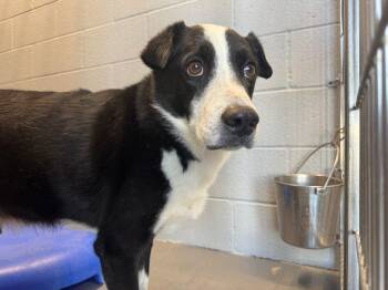 Rubble*/panda -  Labrador Retriever Dog for Adoption in Kingman, Arizona - Rubble*/panda | PetCurious