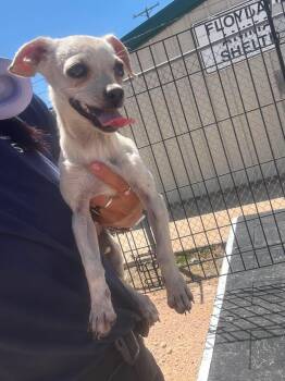 Chihuahua Dogs Available for Adoption in Grafton, Wisconsin - SPONSOR OR FOSTER ME - Bianca | PetCurious