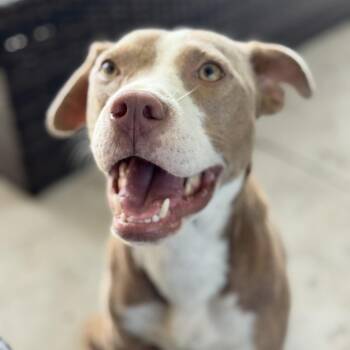 Pit Bull Terrier Dogs Available for Adoption - Louise | PetCurious