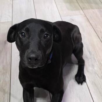 Labrador Retriever Dogs Available for Adoption in Chatham, Virginia - LeBrea | PetCurious