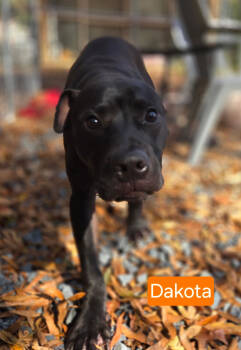 Rescue Black Labrador Retriever Dogs for Adoption in Albemarle, North Carolina - Dakota | PetCurious