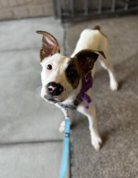 Rescue Terrier and Boxer Dogs for Adoption in New York, New York - That’s Hot | PetCurious