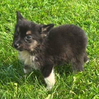 Blue -  Shepherd and Husky Dog for Adoption in King City, Ontario - Blue | PetCurious
