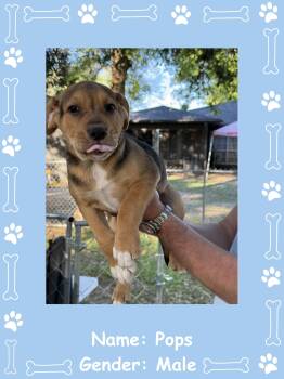 Labrador Retriever Dogs Available for Adoption - Pops | PetCurious