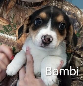 Beagle Dogs Available for Adoption in Maynardville, Tennessee - Bambi | PetCurious