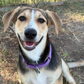 Aster -  Shepherd and Mixed Breed Dog for Adoption in Marion, Texas - Aster | PetCurious