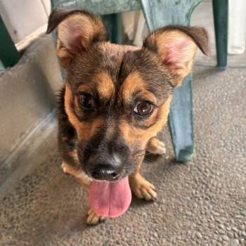 Bagel - Chiweenie -  Chiweenie Dog for Adoption in Los Angeles, California - Bagel - Chiweenie | PetCurious