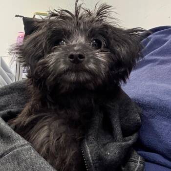 Emily -  Shih Tzu and Mixed Breed Dog for Adoption in West Chester, Pennsylvania - Emily | PetCurious