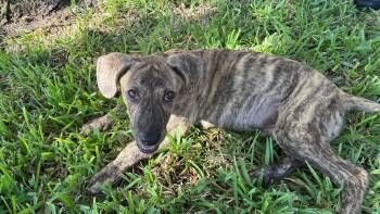 Tiger -  Plott Hound and Catahoula Leopard Dog Dog for Adoption in Harlingen, Texas - Tiger | PetCurious