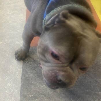 Mixed Breed Dogs Available for Adoption in Philadelphia, Pennsylvania - Mulah | PetCurious