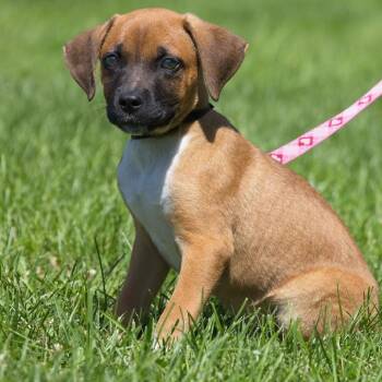 Devin -  Labrador Retriever Dog for Adoption in South Elgin, Illinois - Devin | PetCurious