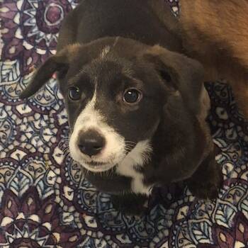 Rescue Mixed Breed Dogs for Adoption in Flagstaff, Arizona - Cora - Sweet Puppy Girl! | PetCurious