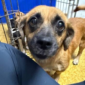 Tara -  Beagle Dog for Adoption in Wahiawa, Hawaii - Tara | PetCurious
