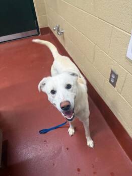Larry -  Mixed Breed Dog Available for Adoption in Douglasville, Georgia - Larry | PetCurious
