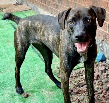Rescue Mountain Cur and Pit Bull Terrier Dogs for Adoption in Orland Park, Illinois - Pancakes | PetCurious
