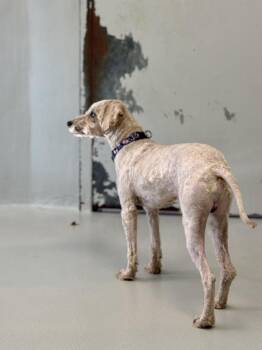 Chip -  Mixed Breed Dog for Adoption in Winnipeg, Manitoba - Chip | PetCurious