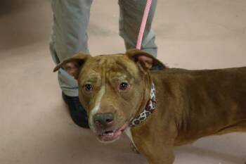 Mixed Breed Dogs Available for Adoption in Columbia, South Carolina - KOI | PetCurious