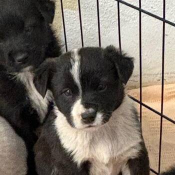 Border Collie and Mixed Breed Dogs Available for Adoption in Flagstaff, Arizona - Tomahawk | PetCurious