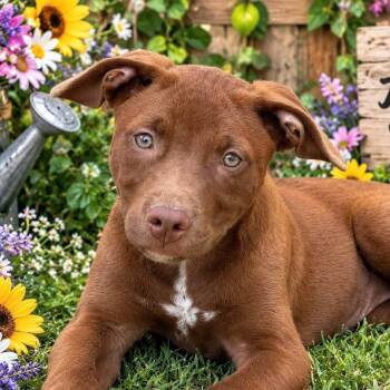 BART -  Labrador Retriever Dog for Adoption in Locust Fork, Alabama - BART | PetCurious