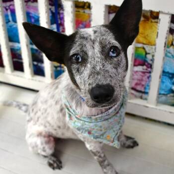 Marnie -  Australian Cattle Dog Blue Heeler Dog for Adoption in Beaumont, Texas - Marnie | PetCurious