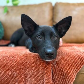 Magz Cuddle Baby -  German Shepherd Dog and Belgian Shepherd Malinois Dog for Adoption in Friendswood, Texas - Magz Cuddle Baby | PetCurious