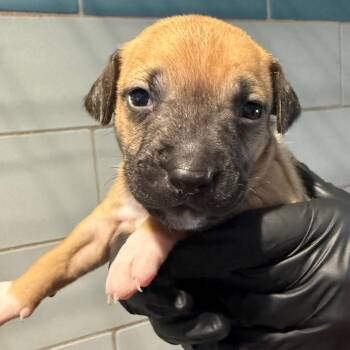 Ginger -  Mixed Breed Dog for Adoption in Portland, Oregon - Ginger | PetCurious