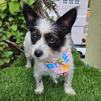 FARA - easy & sweet -  Jack Russell Terrier and Chihuahua Dog for Adoption - FARA - Easy & Sweet | PetCurious