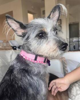 Terrier Dogs Available for Adoption in Corona, California - Coco | PetCurious