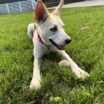 Sparkle -  Cattle Dog and Carolina Dog Dog for Adoption in Chatham, New Jersey - Sparkle | PetCurious
