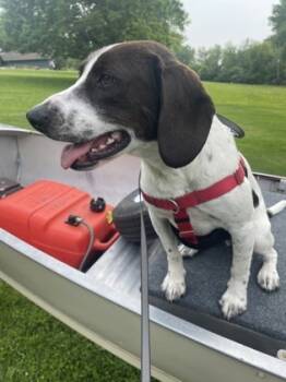 Rescue Hound and Mixed Breed Dogs for Adoption in Burlington, Wisconsin - Lou | PetCurious