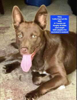 Vinny -  Cattle Dog and Labrador Retriever Dog for Adoption in Oviedo, Florida - Vinny | PetCurious