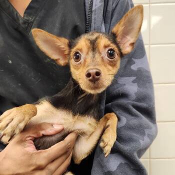 Peanut -  Chihuahua and Mixed Breed Dog for Adoption in Los Angeles, California - Peanut | PetCurious