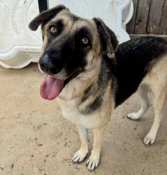 Rescue Shepherd Dogs for Adoption in Houston, Texas - Wren | PetCurious