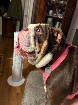 Tater -  English Bulldog Dog for Adoption in Crocker, Missouri - Tater | PetCurious