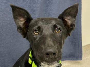 Falcon -  Border Collie Dog for Adoption in Portland, Oregon - Falcon | PetCurious