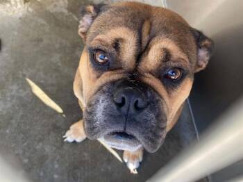 SCULLY -  English Bulldog and Mixed Breed Dog for Adoption in Tustin, California - SCULLY | PetCurious