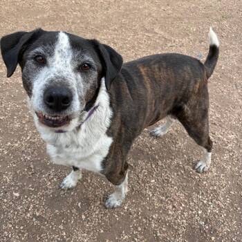 American Staffordshire Terrier and Australian Shepherd Dogs Available for Adoption in Kerrville, Texas - Brindle | PetCurious