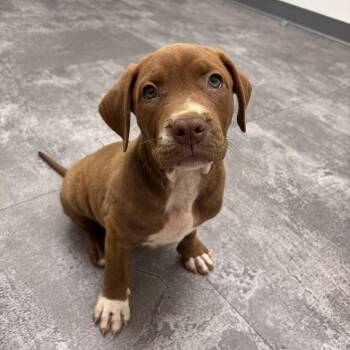 Lou -  Shepherd and Rottweiler Dog for Adoption in Rock Hill, South Carolina - Lou | PetCurious