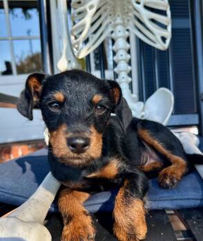 Beyond -  Schnauzer and Patterdale Terrier Fell Terrier Dog for Adoption in Palo Alto, California - Beyond | PetCurious