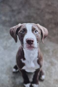 Rescue American Bully Dogs for Adoption in Fort Madison, Iowa - Bumble | PetCurious