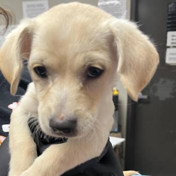 Terrier Dogs Available for Adoption in Yuma, Arizona - Twizzler | PetCurious