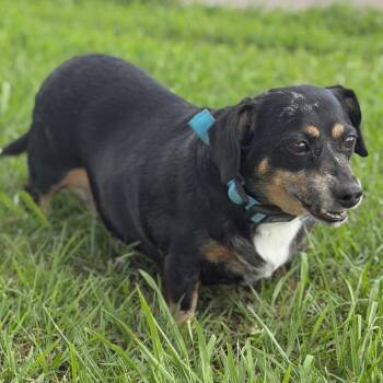Misty Blue -  Chihuahua and Dachshund Dog for Adoption in Abbotsford, British Columbia - Misty Blue | PetCurious