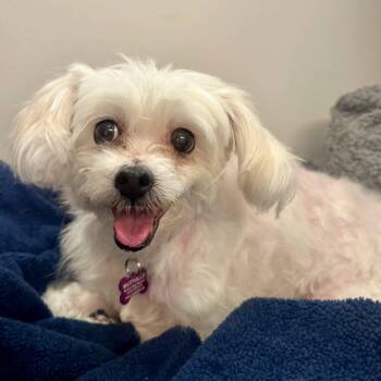 Tide 14574 -  Shih Tzu Dog for Adoption in San Francisco, California - Tide 14574 | PetCurious