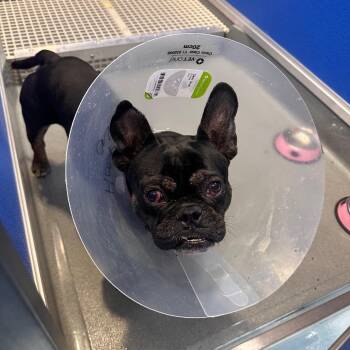 Batman -  Mixed Breed Dog for Adoption in Leander, Texas - Batman | PetCurious