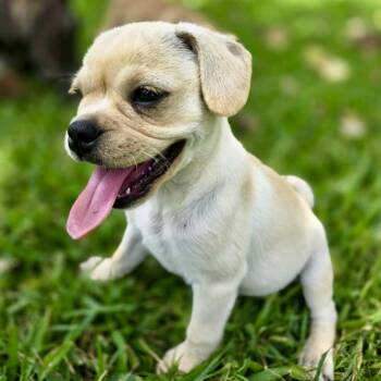Muffin -  Pug and Boston Terrier Dog for Adoption in Baytown, Texas - Muffin | PetCurious