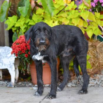 Rescue Terrier Dogs for Adoption in Wake Forest, North Carolina - Diesel | PetCurious