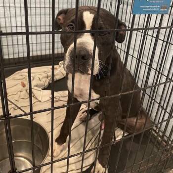 0982-D26 -  Mixed Breed Dog for Adoption in Port Charlotte, Florida - 0982-D26 | PetCurious