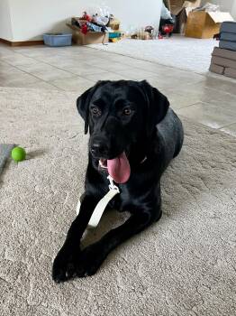 Rescue Black Labrador Retriever Dogs for Adoption in Pasco, Washington - Bella | PetCurious