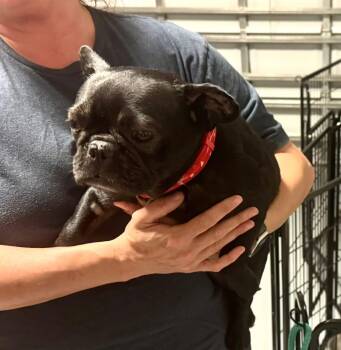 French Bulldog Dogs Available for Adoption - Robin | PetCurious